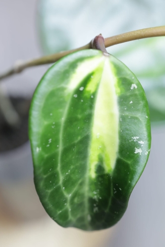 Hoya Latifolia Inner Variegata