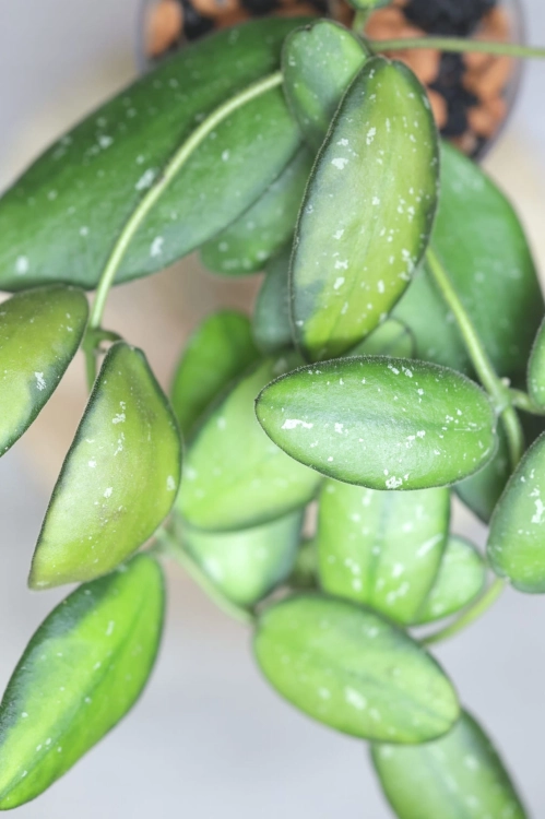 Hoya VL9 Variegata