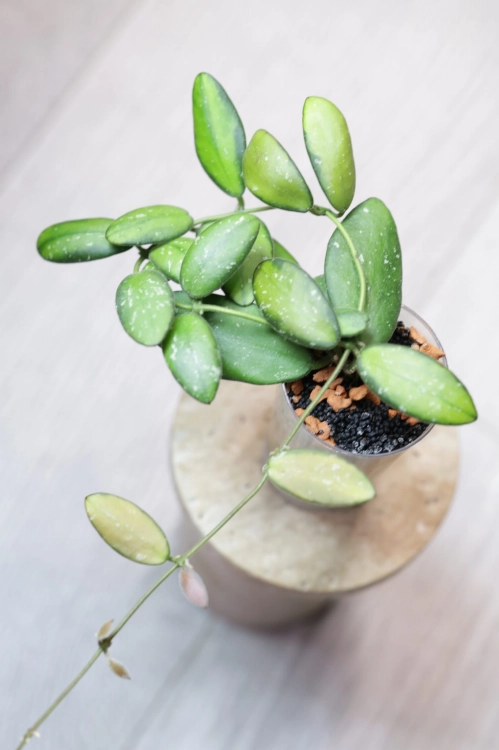 Hoya VL9 Variegata