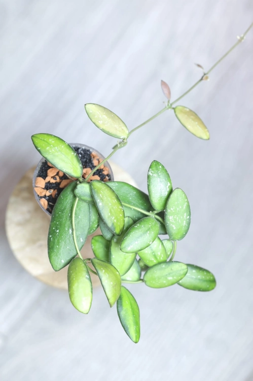 Hoya VL9 Variegata
