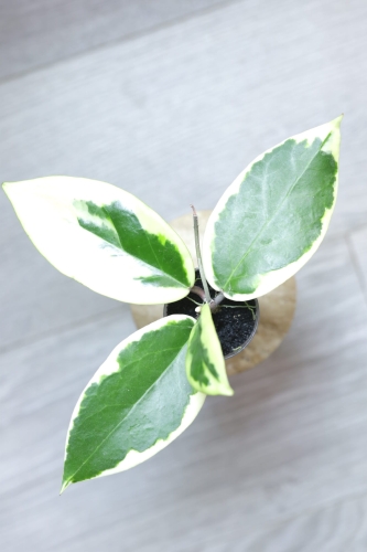 Hoya Ilagiorum Albomarginata