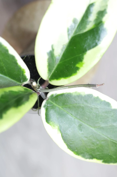 Hoya Ilagiorum Albomarginata
