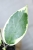Hoya Ilagiorum Albomarginata