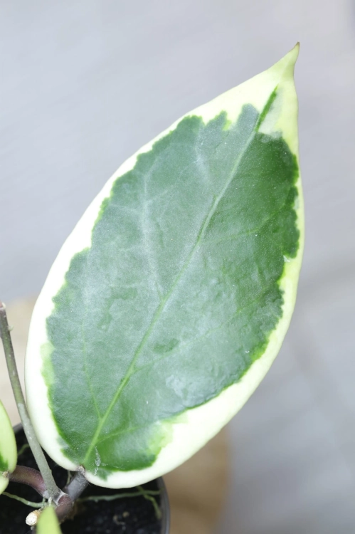 Hoya Ilagiorum Albomarginata