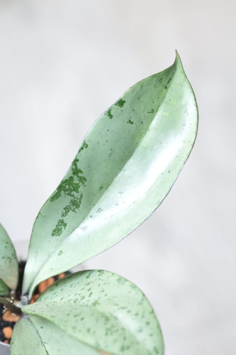 Hoya Blizzard
