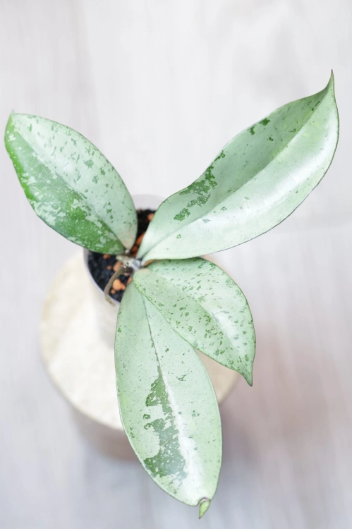 Hoya Blizzard
