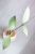 Hoya Germany Silver