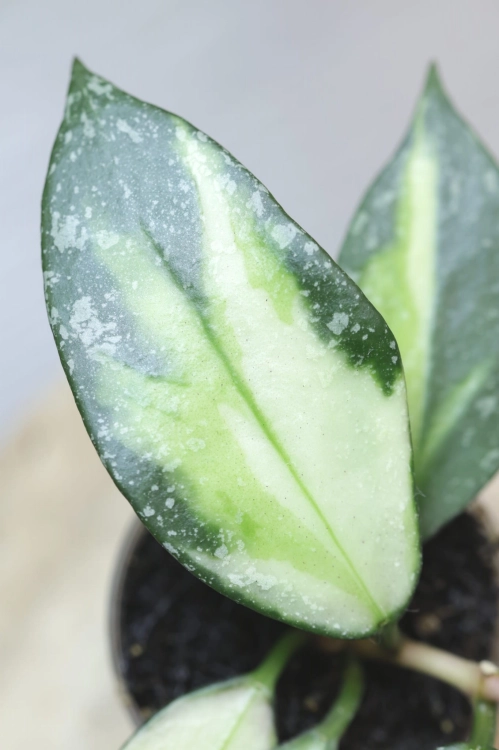 Hoya Nabawanensis Variegata