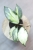 Hoya Nabawanensis Variegata