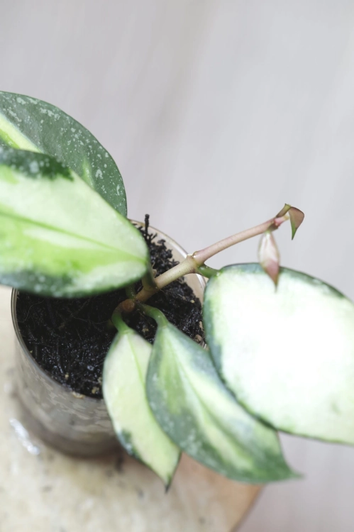Hoya Nabawanensis Variegata