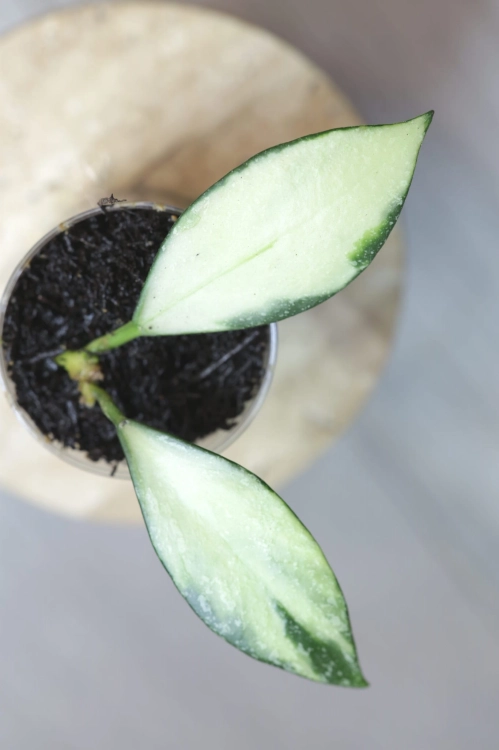 Hoya Nabawanensis Variegata