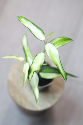 Hoya Burmanica Variegata