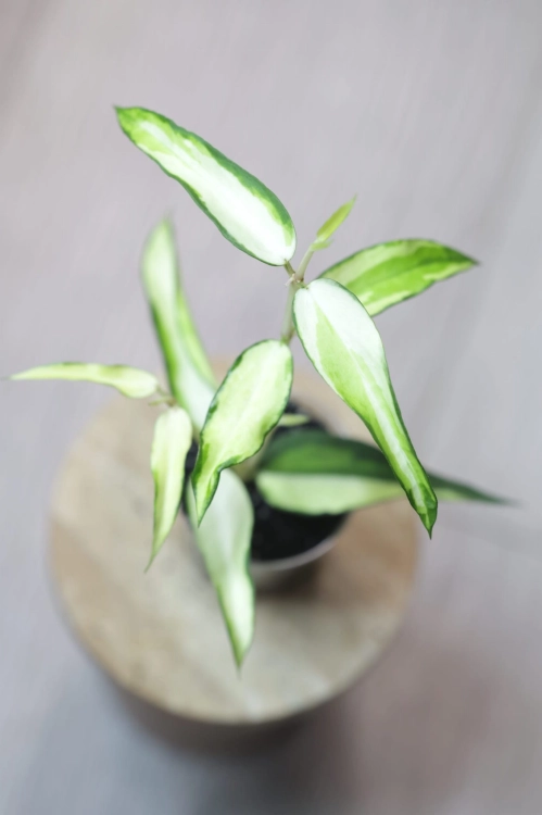 Hoya Burmanica Variegata