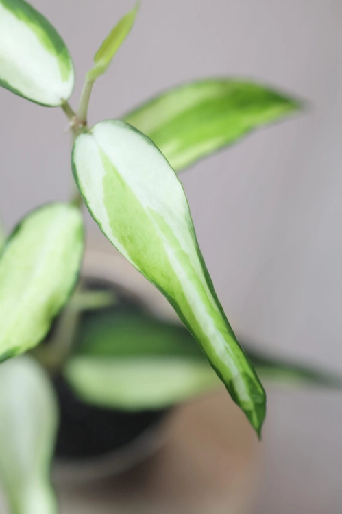 Hoya Burmanica Variegata