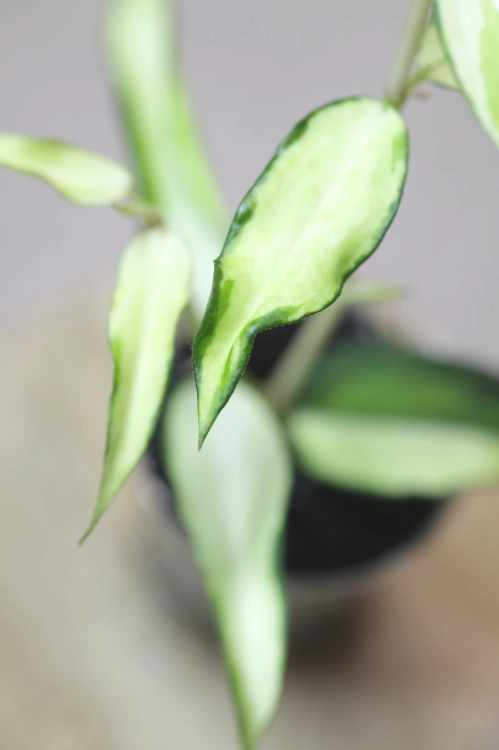 Hoya Burmanica Variegata