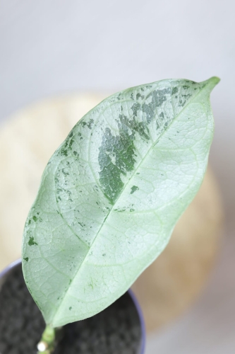 Hoya Crytiantha Silver
