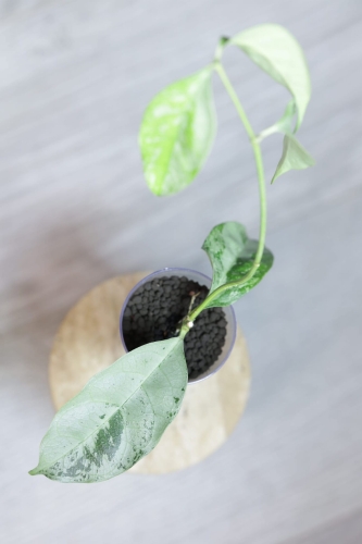 Hoya Crytiantha Silver