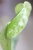 Hoya Crytiantha Silver