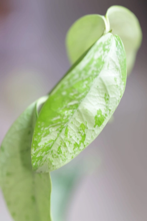 Hoya Crytiantha Silver