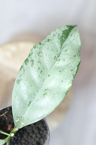 Hoya Crytiantha Silver