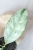 Hoya Crytiantha Silver