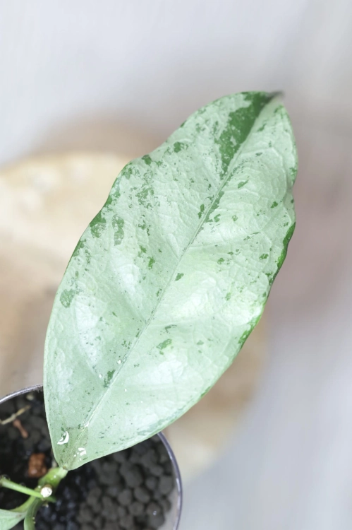 Hoya Crytiantha Silver