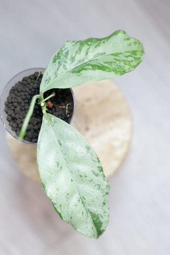 Hoya Crytiantha Silver