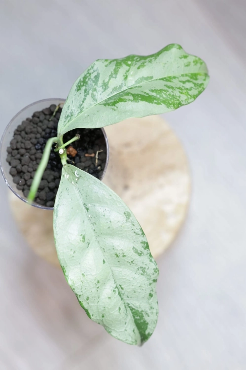 Hoya Crytiantha Silver