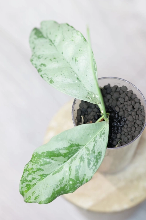 Hoya Crytiantha Silver