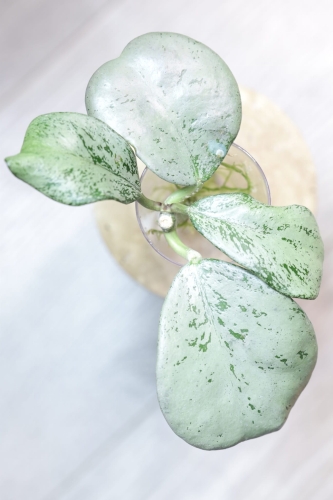 Hoya sp. Chiang Dao Silver
