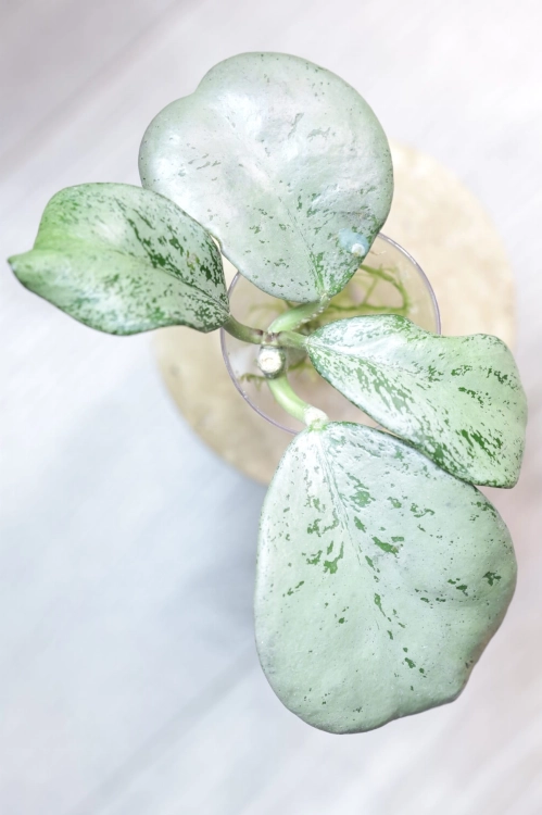 Hoya sp. Chiang Dao Silver