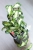 Hoya Krinkle 8 Variegated