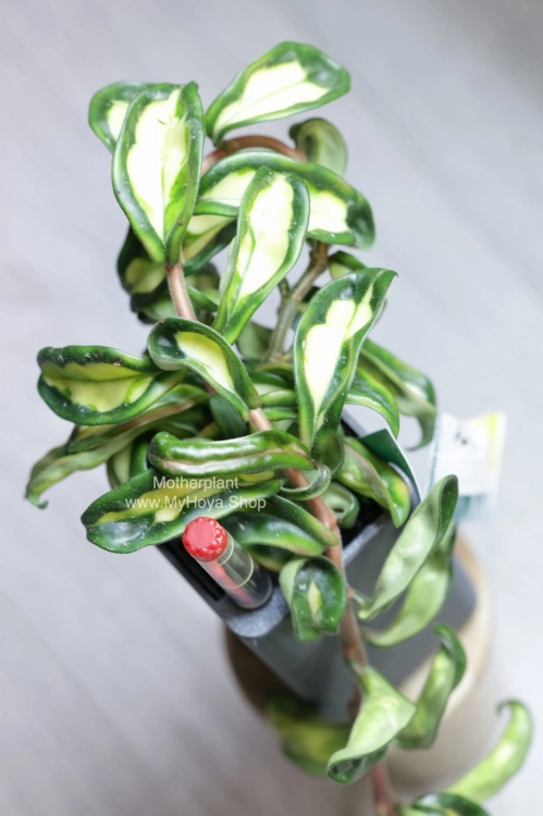 Hoya Krinkle 8 Variegated
