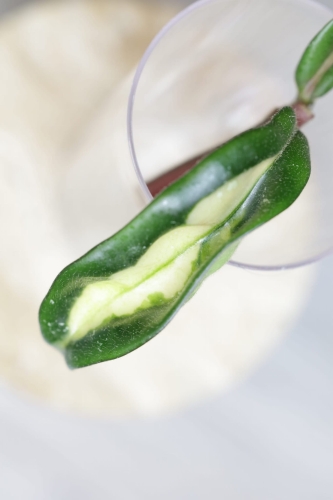 Hoya Krinkle 8 Variegated