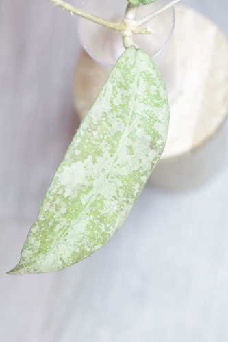 Hoya aff Lambii Silver