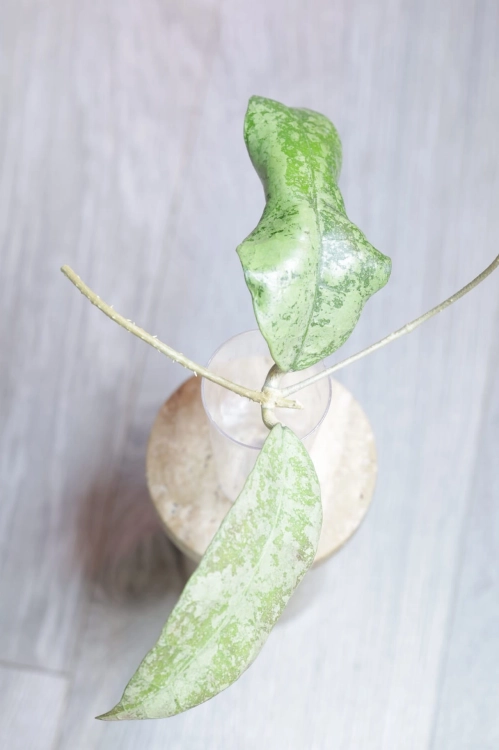Hoya aff Lambii Silver