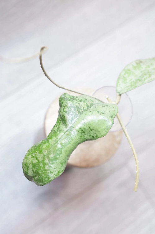 Hoya aff Lambii Silver