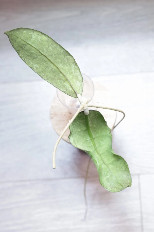 Hoya aff Lambii Silver