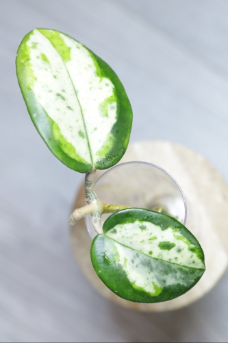 Hoya Madara Green Edge