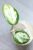 Hoya Madara Green Edge