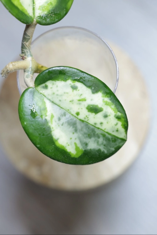 Hoya Madara Green Edge