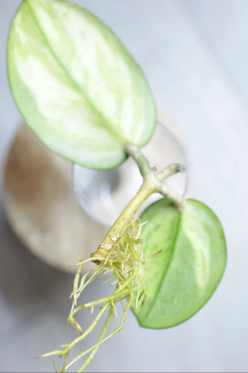 Hoya Madara Green Edge