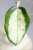 Hoya Madara Green Edge