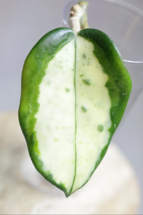 Hoya Madara Green Edge