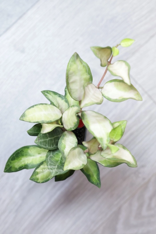 Hoya Elliptica Variegata