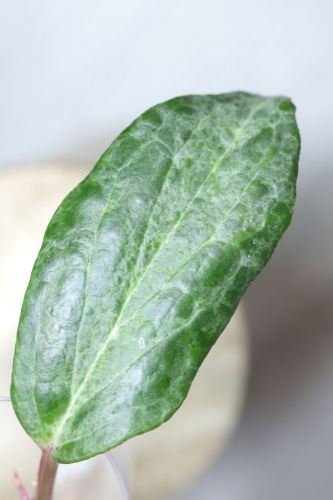 Hoya Crocodile