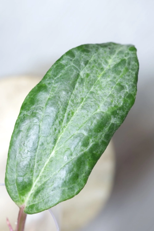 Hoya Crocodile