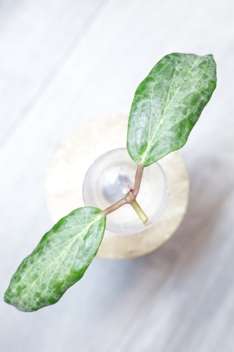 Hoya Crocodile