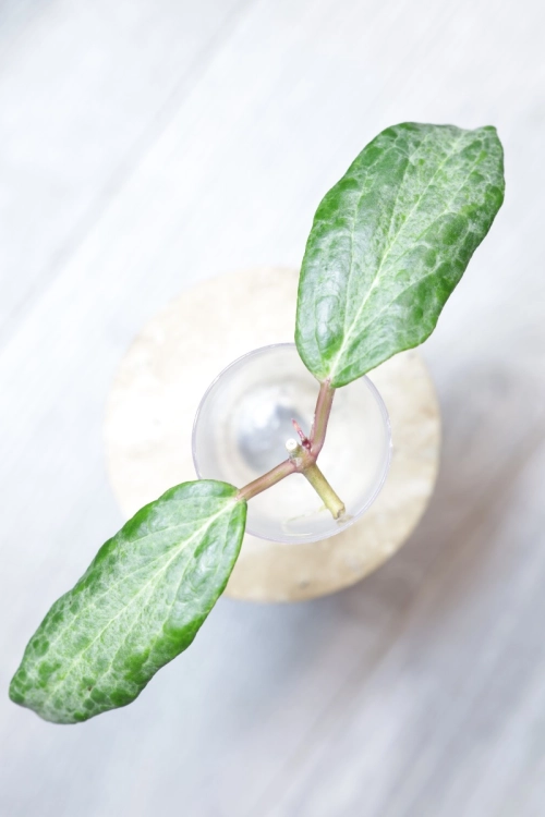 Hoya Crocodile