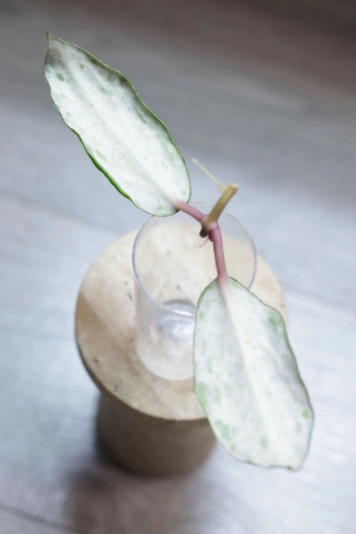 Hoya Crocodile